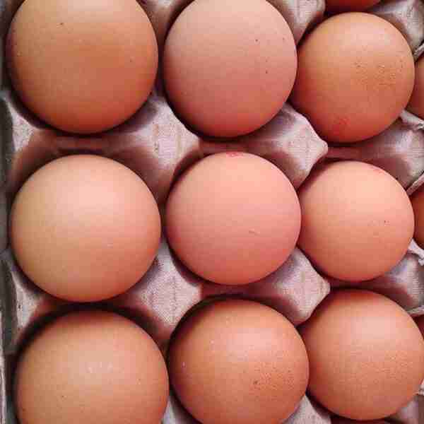 Uova Livornese gigante