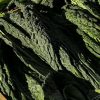 Cavolo Nero piemontese 500gr