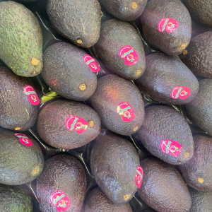 Avocado Haas - Cat 1